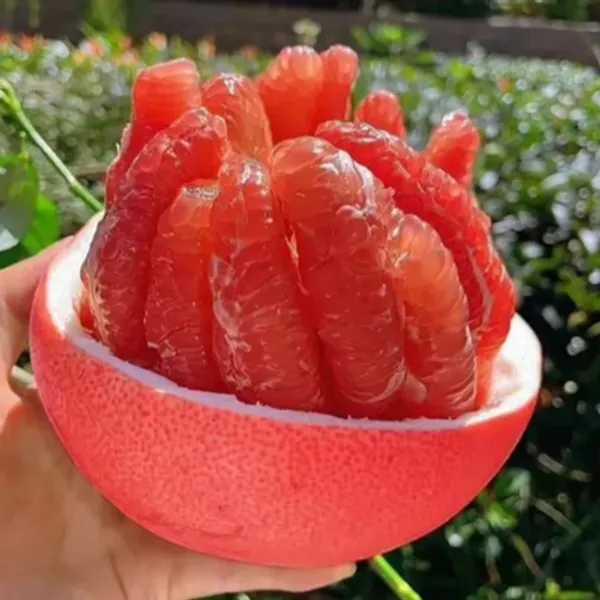 Red_Pomelo_Lemon_Grafted_&_Amp_Hybrid_Fruit_Plant