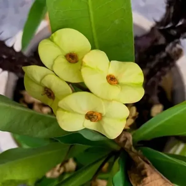Green_Euphorbia_Milii_Flower_Plant