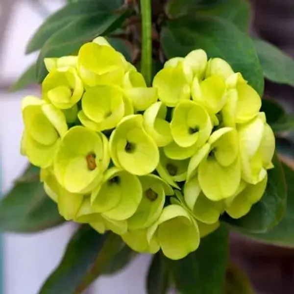 Green_Euphorbia_Milii_Flower_Plant