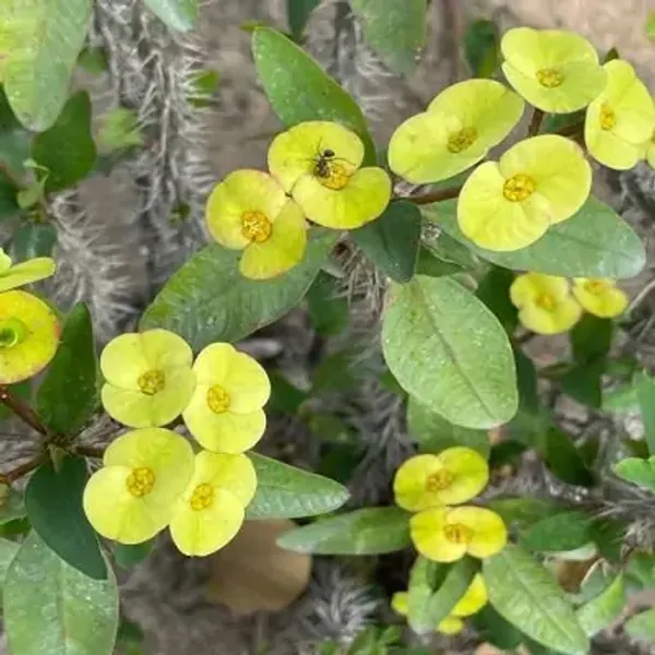 Green_Euphorbia_Milii_Flower_Plant