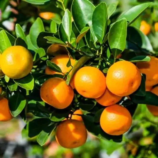 Orange_Sweet_Chinese_Orange_Fruit_Plant
