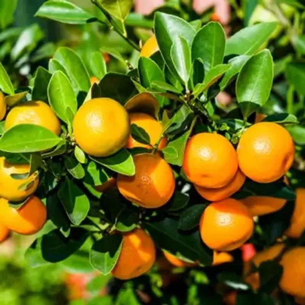 Orange_Sweet_Chinese_Orange_Fruit_Plant