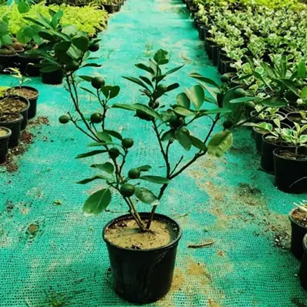 Orange_Sweet_Chinese_Orange_Fruit_Plant