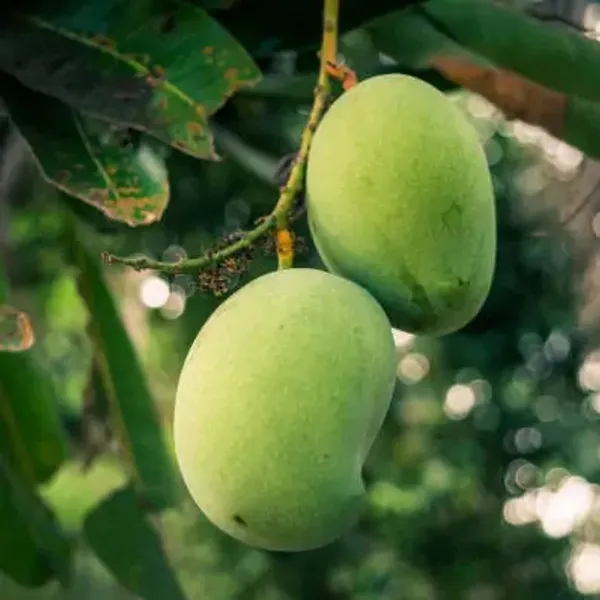 Yellow_Bdasheri_Mango_Grafted_Plant
