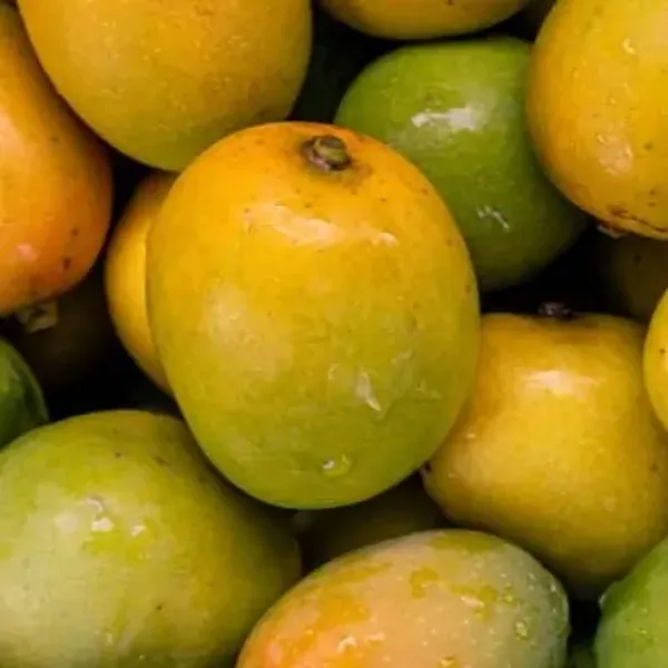 Yellow_Bdasheri_Mango_Grafted_Plant
