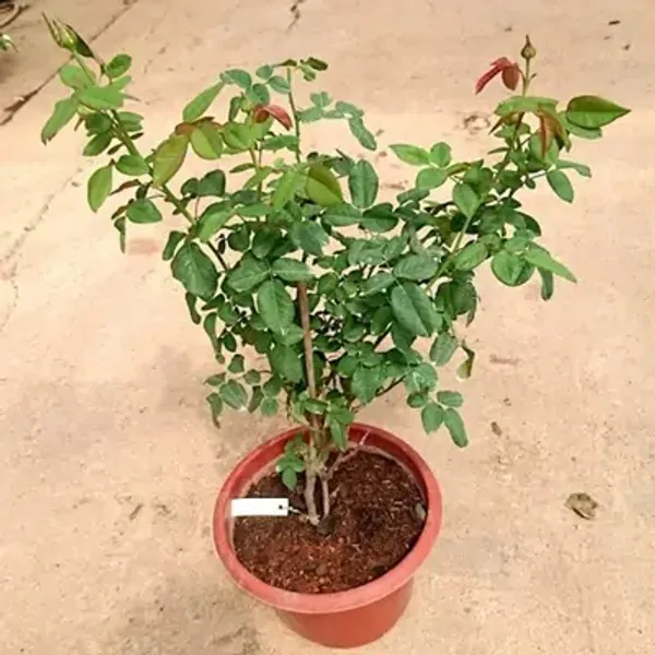 Red_Double_Delight_Hybrid_Rose_Flower_Plant