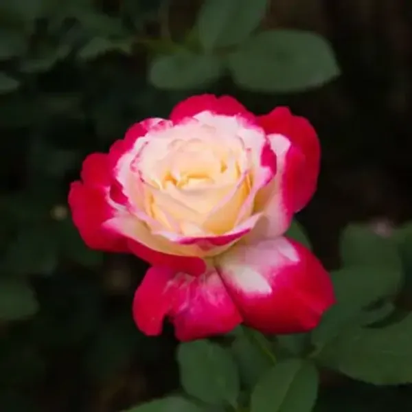 Red_Double_Delight_Hybrid_Rose_Flower_Plant