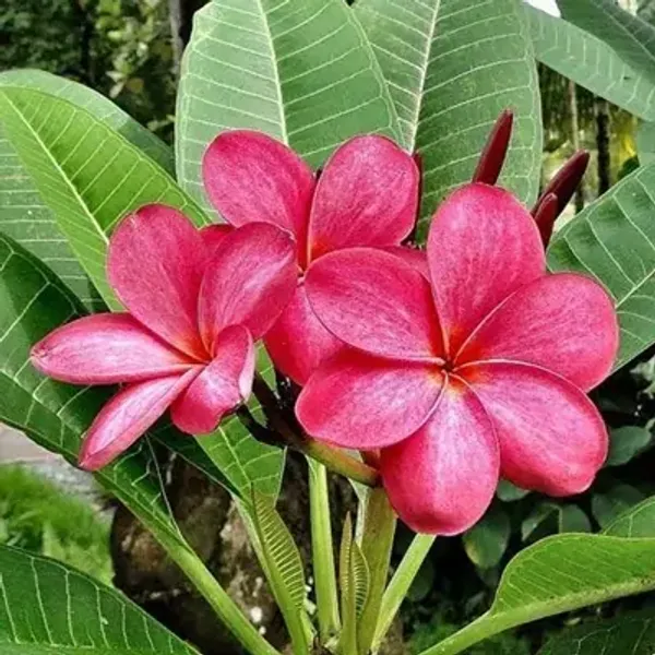 Pink_Dwarf_Variety_Plumeria_Flower_Plant