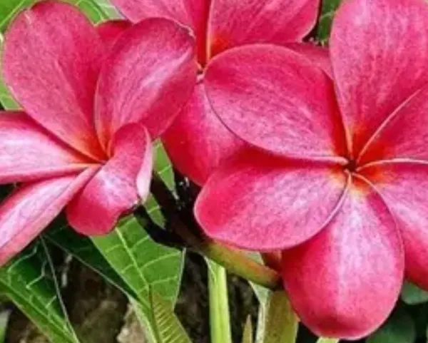 Pink_Dwarf_Variety_Plumeria_Flower_Plant