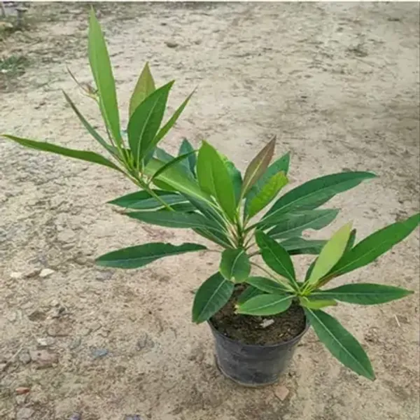 Blue_Hybridrudrakhas_Fruit_Plant
