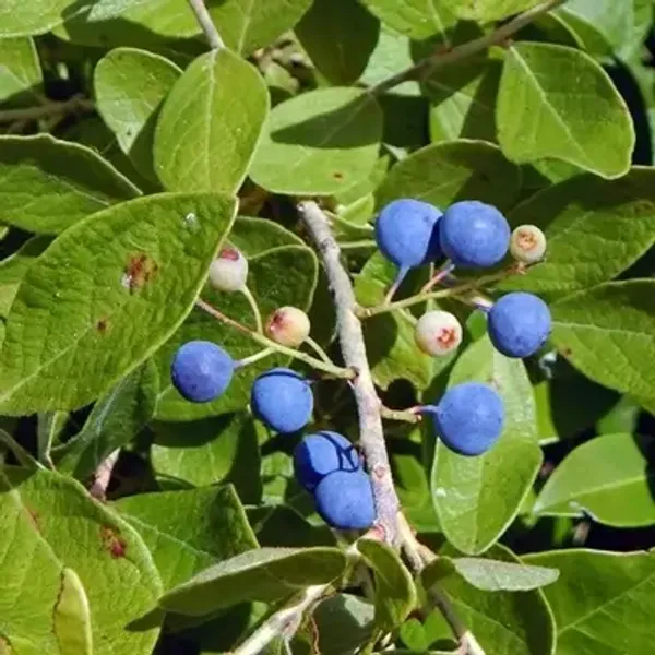 Blue_Hybridrudrakhas_Fruit_Plant
