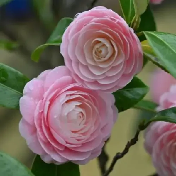 Pink_Camellia_Flower_Plant