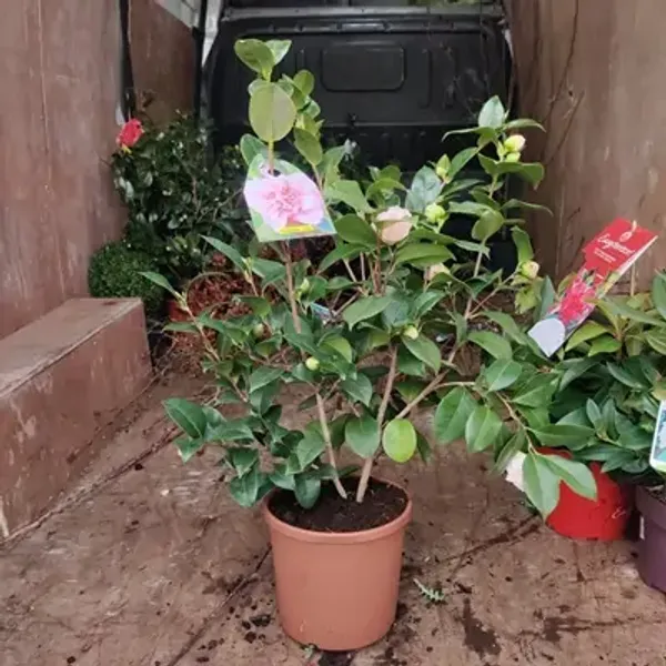 Pink_Camellia_Flower_Plant