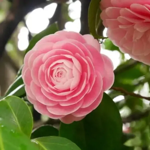 Pink_Camellia_Flower_Plant