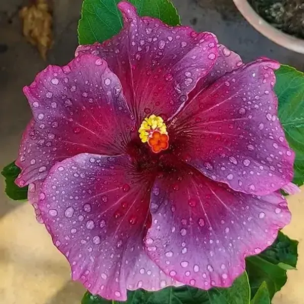 Pink_Australian_Variety_Grafted_Hibiscus_Flower_Plant