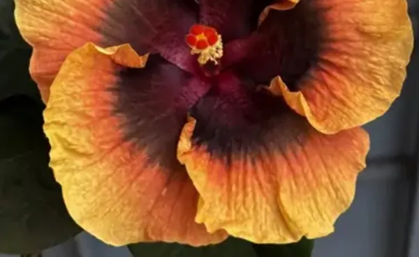 Yellow_Australian_Variety_Grafted_Hibiscus_Flower_Plant
