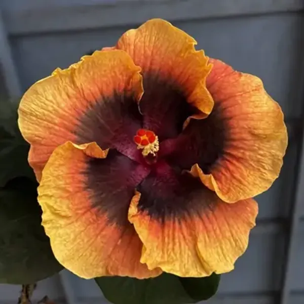 Yellow_Australian_Variety_Grafted_Hibiscus_Flower_Plant