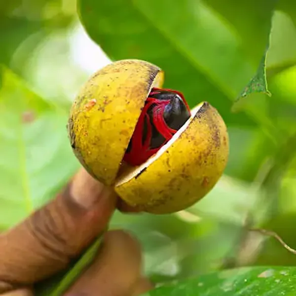 Yellow_Jaiphal_Myristica_Grafted_&_Amp_Hybrid_Fruit_Plant