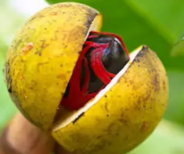 Yellow_Jaiphal_Myristica_Grafted_&_Amp_Hybrid_Fruit_Plant