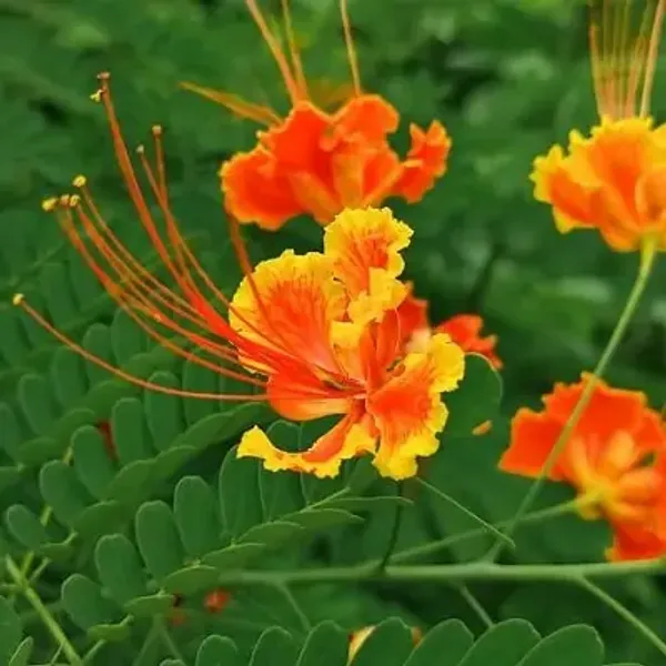 Red_Peacock_Radha_Chura_Flower_Plant
