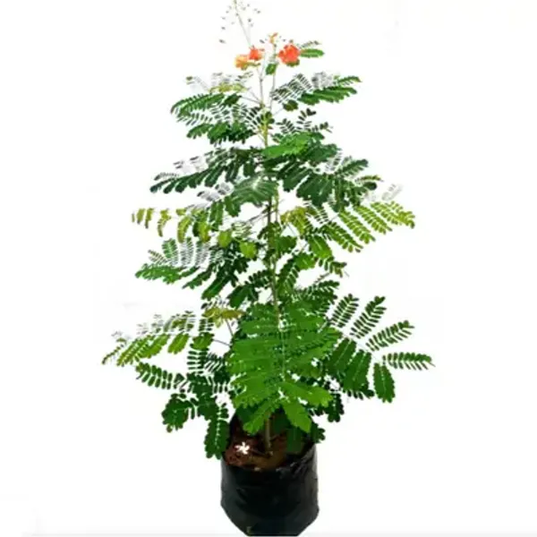 Red_Peacock_Radha_Chura_Flower_Plant