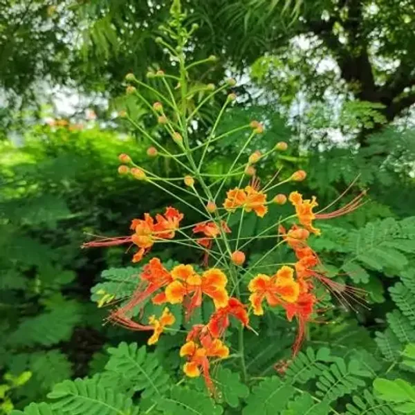 Red_Peacock_Radha_Chura_Flower_Plant