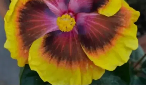 Yellow_Multicolor_American_Variety_Hibiscus_Flower_Plant
