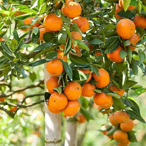 Orange_Darjeeling_Lemon_Fruit_Plant