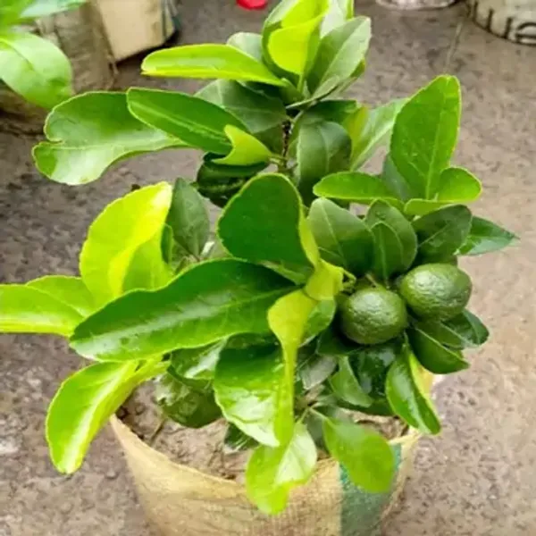 Orange_Darjeeling_Lemon_Fruit_Plant