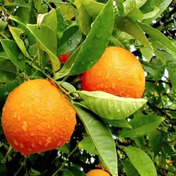 Orange_Darjeeling_Lemon_Fruit_Plant