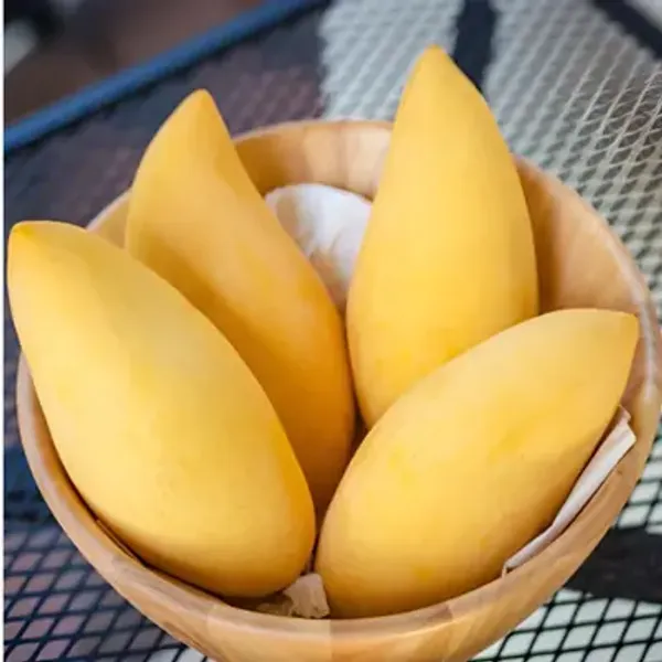 Yellow_Mallika_Grafted_Mango_Fruit_Plant