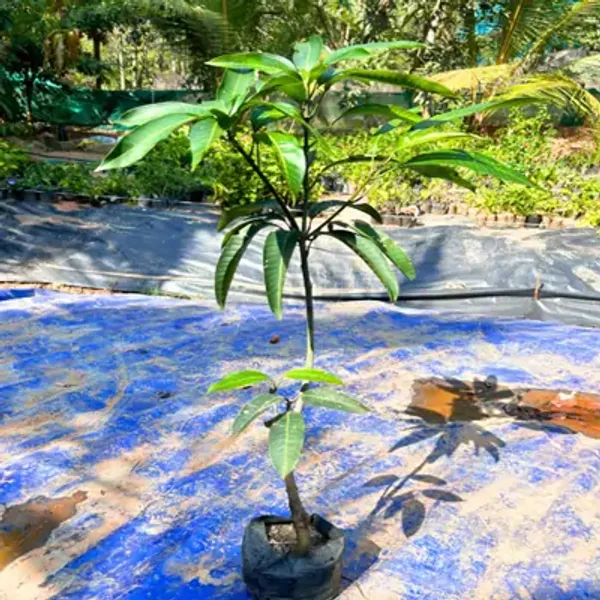 Yellow_Mallika_Grafted_Mango_Fruit_Plant