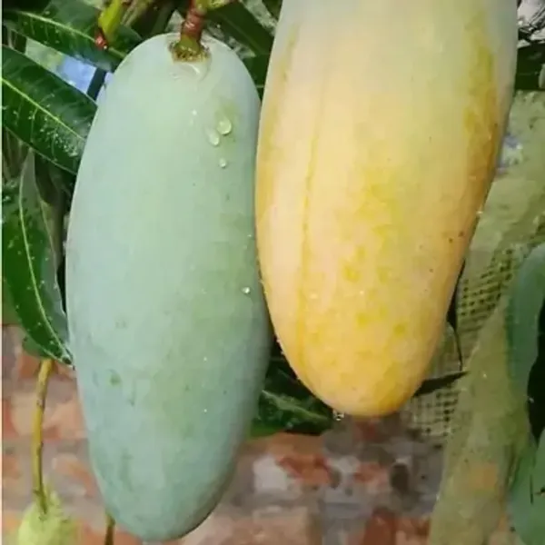Yellow_Mallika_Grafted_Mango_Fruit_Plant