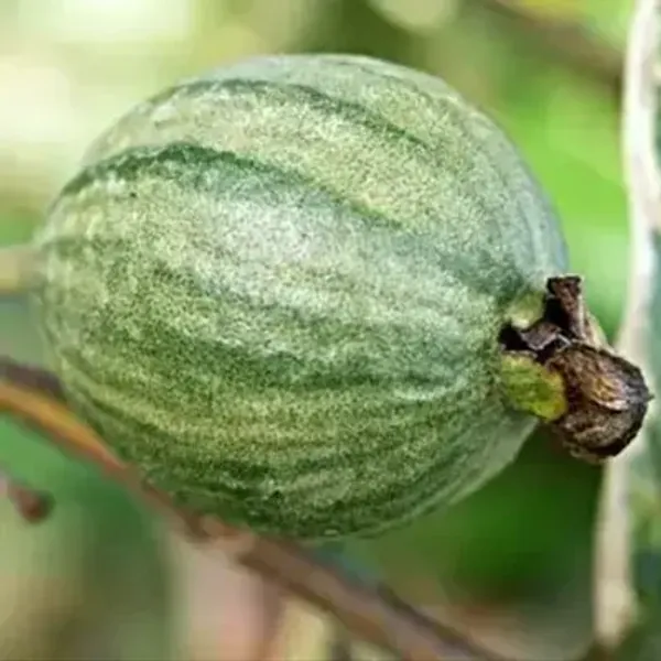 Green_Variegated_Guava_Fruit_Plant