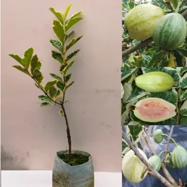 Green_Variegated_Guava_Fruit_Plant