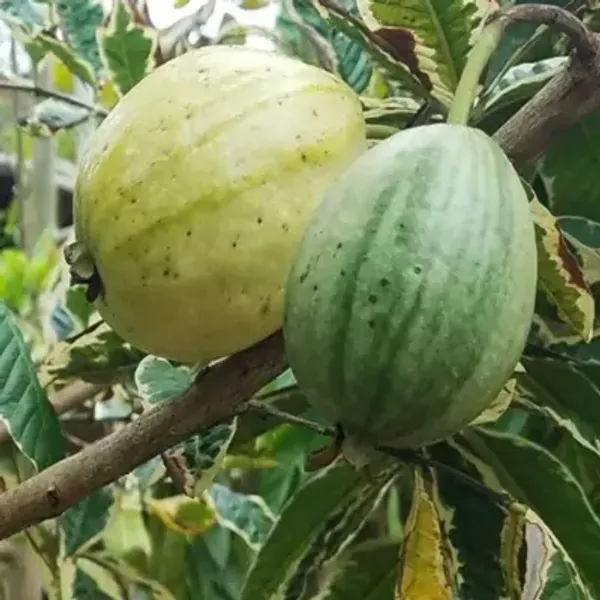 Green_Variegated_Guava_Fruit_Plant