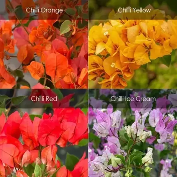 Multicolor_Chili_Varity_Bougainvillea_Flower_Plant_Combo_Pack_Of_4