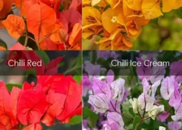 Multicolor_Chili_Varity_Bougainvillea_Flower_Plant_Combo_Pack_Of_4
