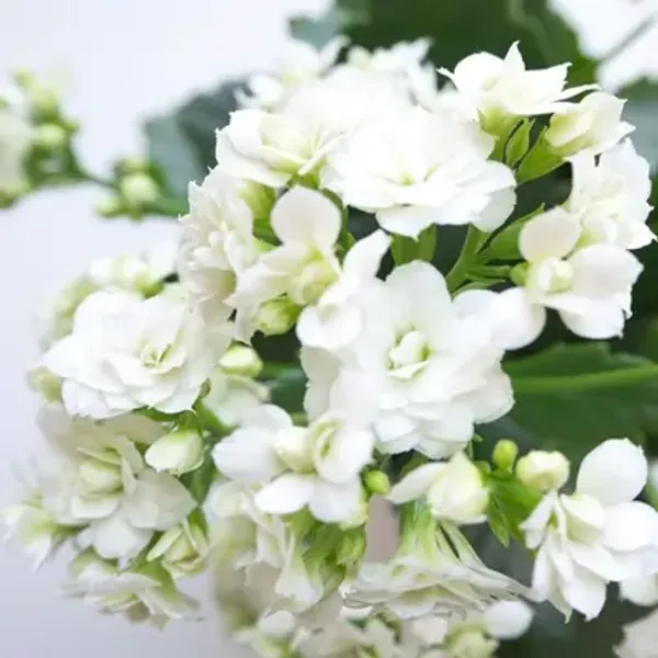 White_Kalanchoe_Flower_Plant