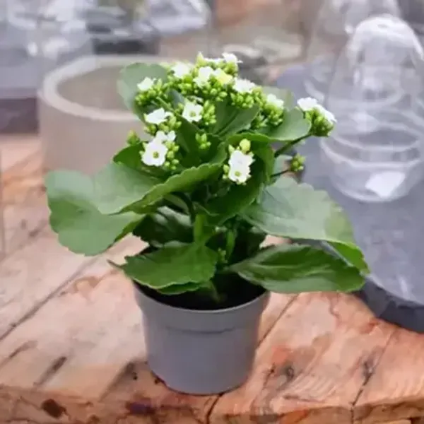 White_Kalanchoe_Flower_Plant