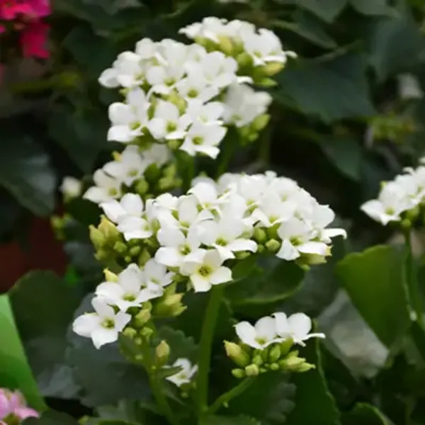 White_Kalanchoe_Flower_Plant