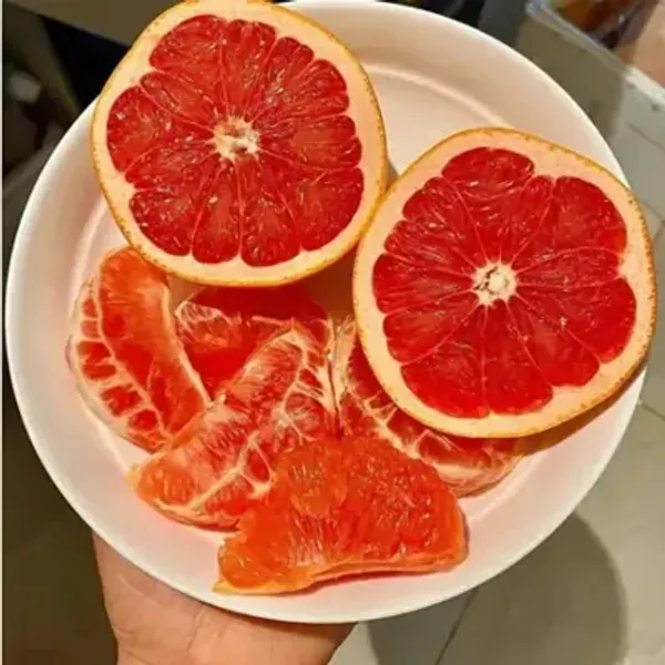 Red_Orange_Morocco_Grafted_Lemon_Fruit_Plant