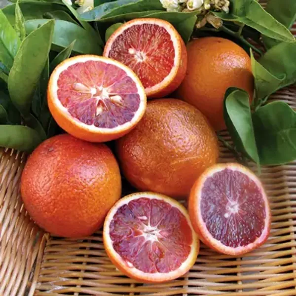 Red_Orange_Morocco_Grafted_Lemon_Fruit_Plant