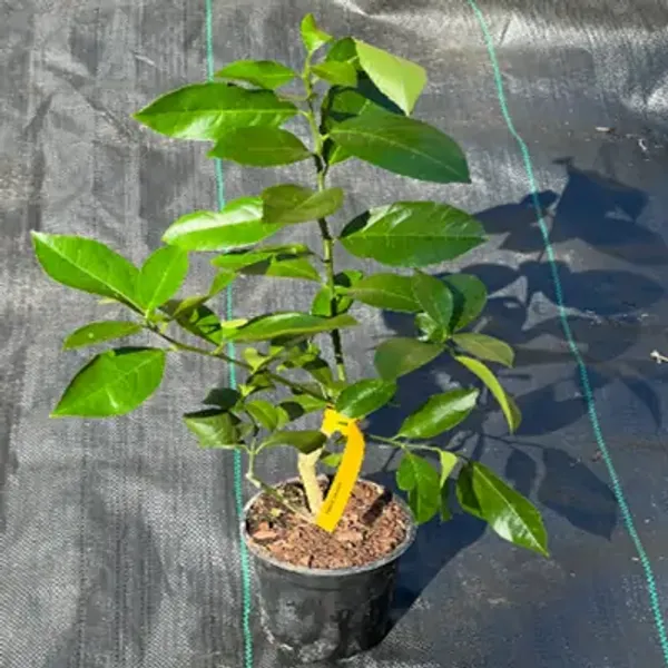 Red_Orange_Morocco_Grafted_Lemon_Fruit_Plant