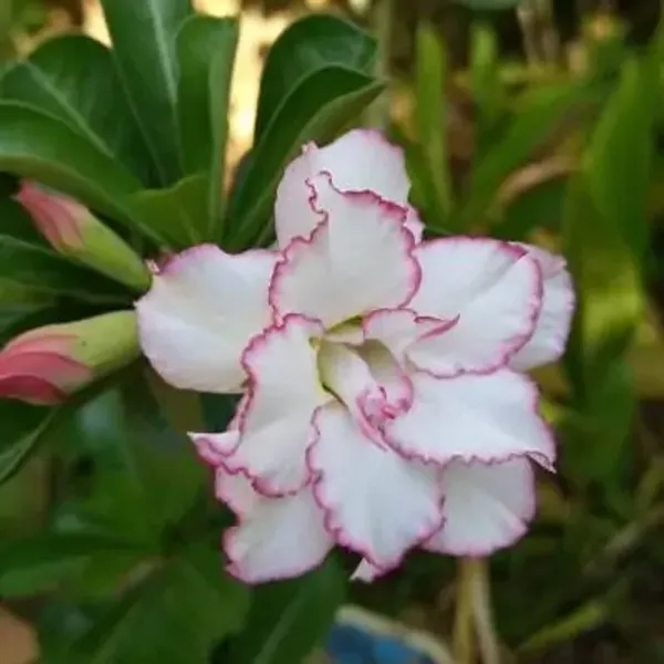 White_Rose_Variety_Adenium_Plant