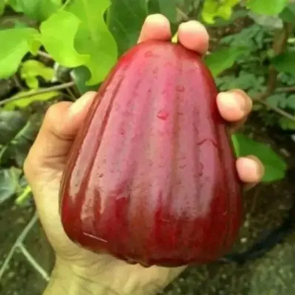 Red_Dalhari_Sweet_Water_Apple_Grafted_Fruit_Plant