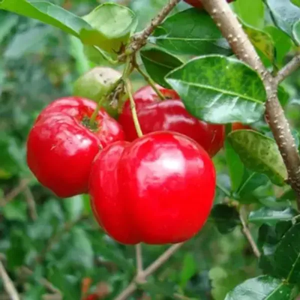 Barbados_Cherry_Fruit_Plant