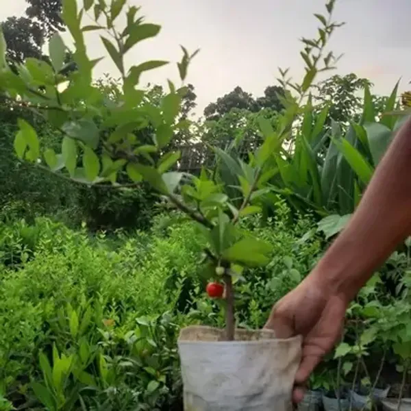 Barbados_Cherry_Fruit_Plant