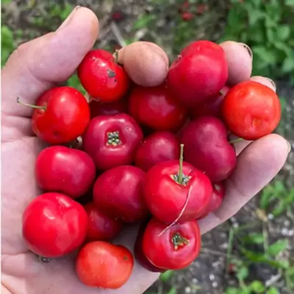 Barbados_Cherry_Fruit_Plant