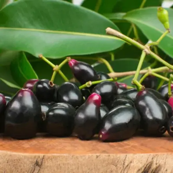 Black_Jamun_Grafting_Plant